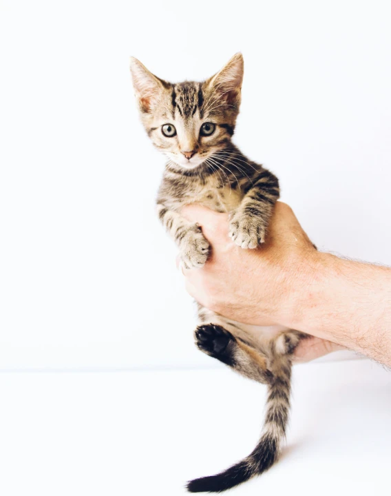 a small kitten sits on the palm of its owner