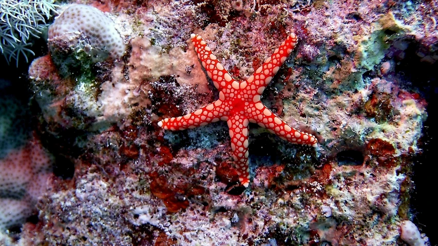 the starfish is on a coral reef with small sea stars