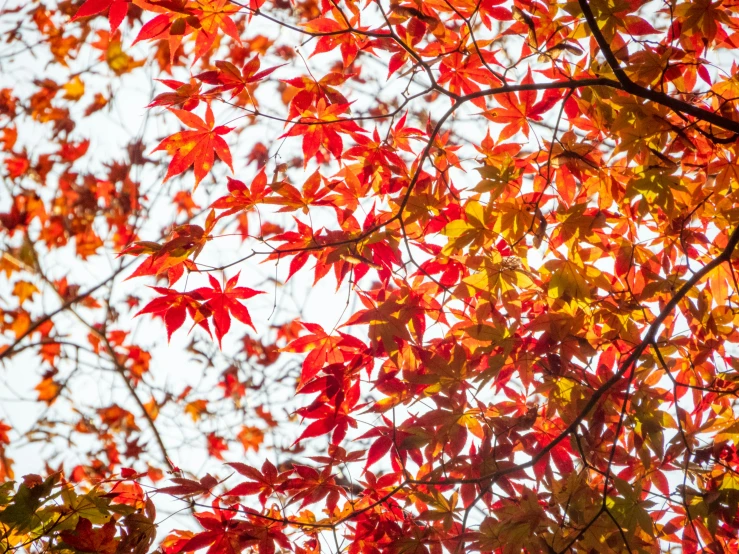 a nch with red leaves on it on a bright day