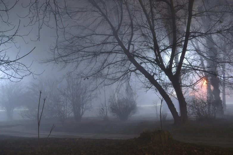 foggy park at night and street lamps on an otherwise foggy day