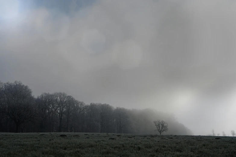 a tree in a field under a cloudy sky