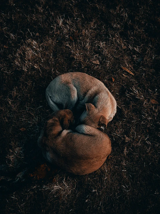 a small stuffed animal laying in the ground