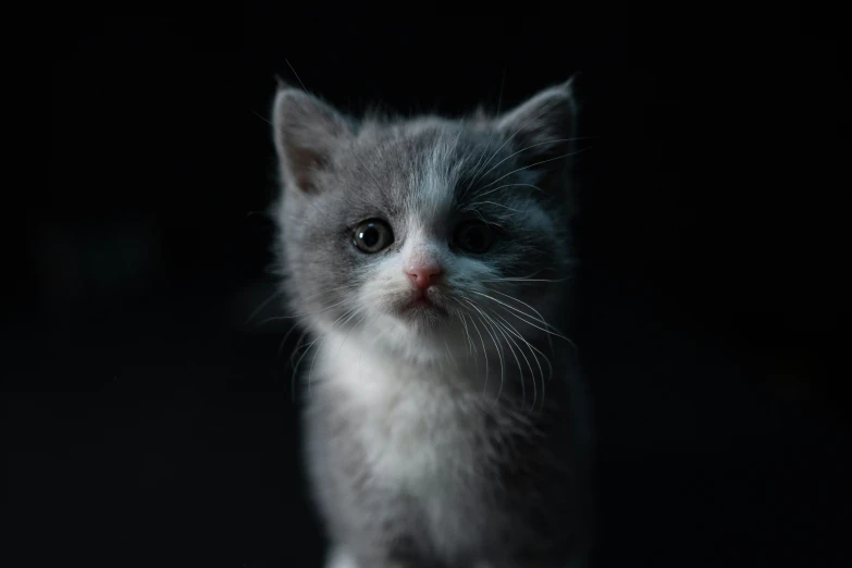 a kitten is sitting on the black surface