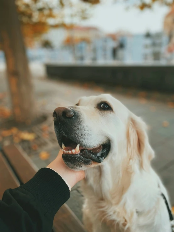 an older dog getting close to someone's hand