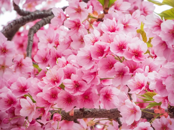 pink flowers on the nches and leaves are visible