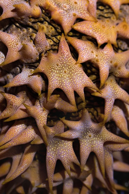 several different starfishs clustered together on the ground