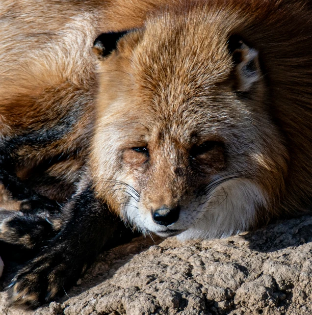 an orange fox sleeping in the dirt