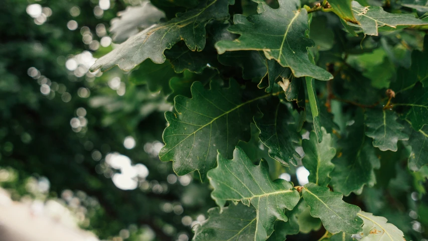 the green leaves of the tree are out of focus