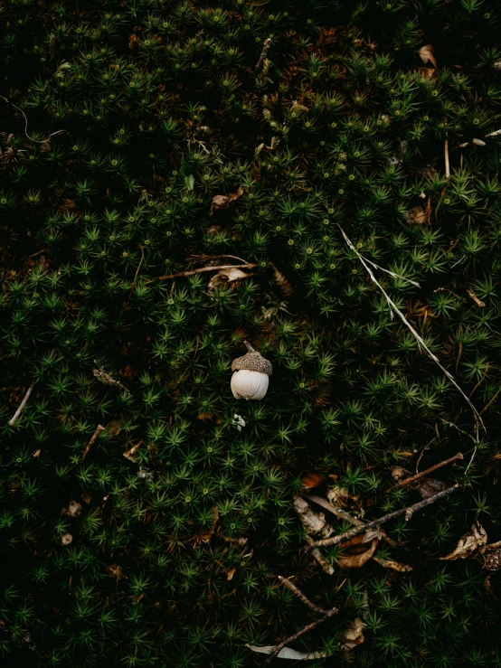 a small object lying in the middle of a field