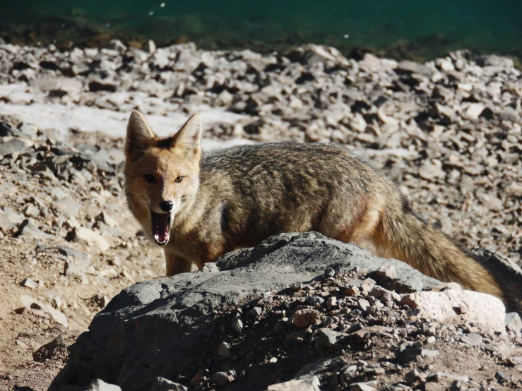 a wild animal walks over rocks and boulders