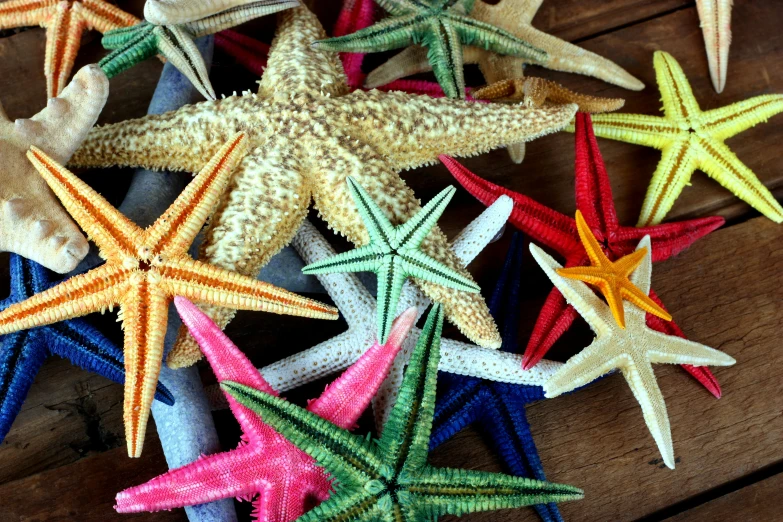 various colors of starfishs in rows on wood floor