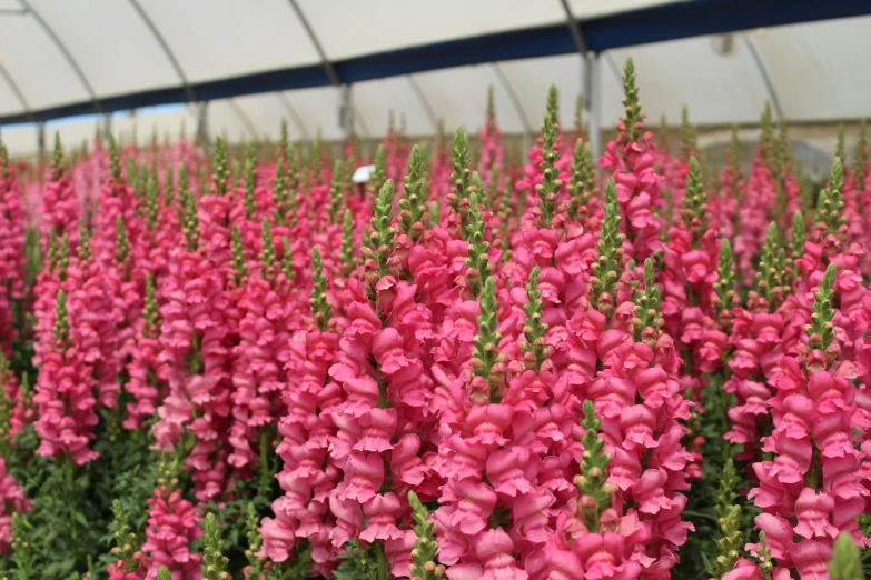 many pink flowers in a large greenhouse