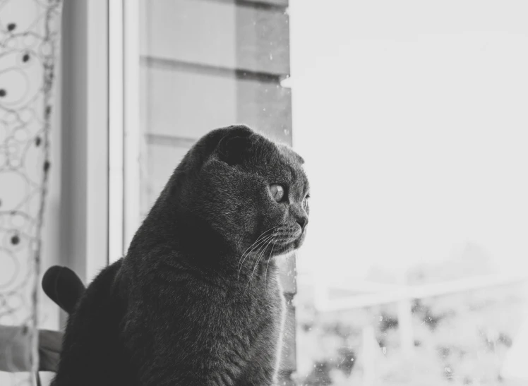 the black cat is looking out of the window