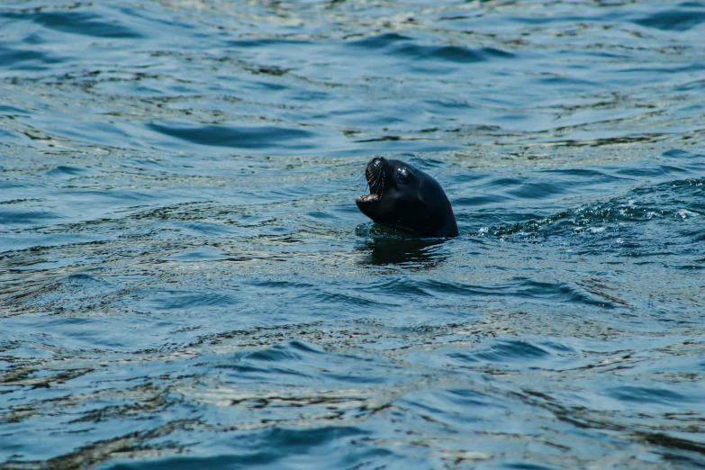 there is a black animal in the water