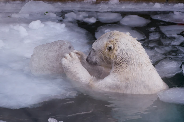 an ice bear on its back in water