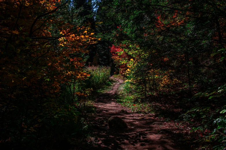 a pathway in the woods, covered with autumn foliage