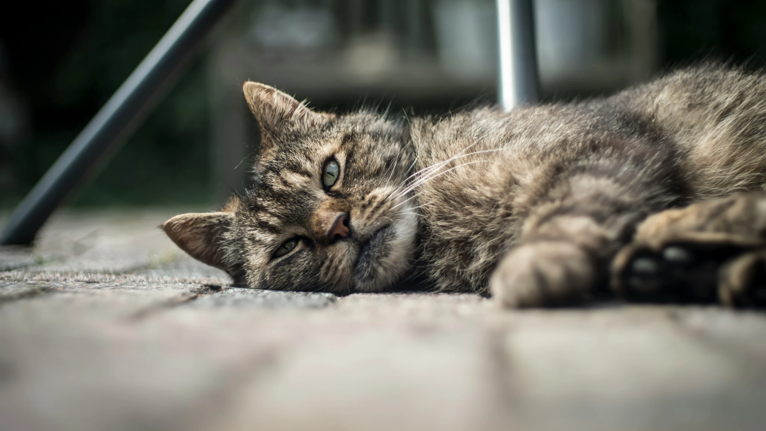 a gray cat sleeping on top of a stone floor