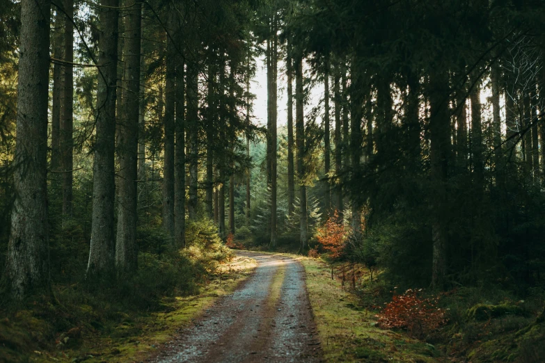 dirt road running through a dense wooded area