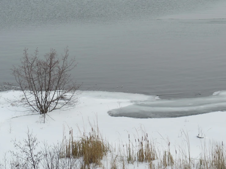 a snowy area with bushes and an ice floet