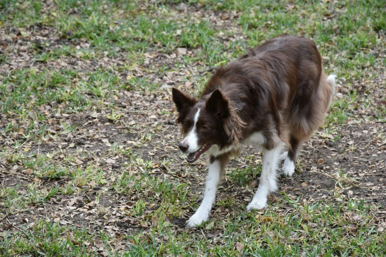 a brown and white dog walking in the grass