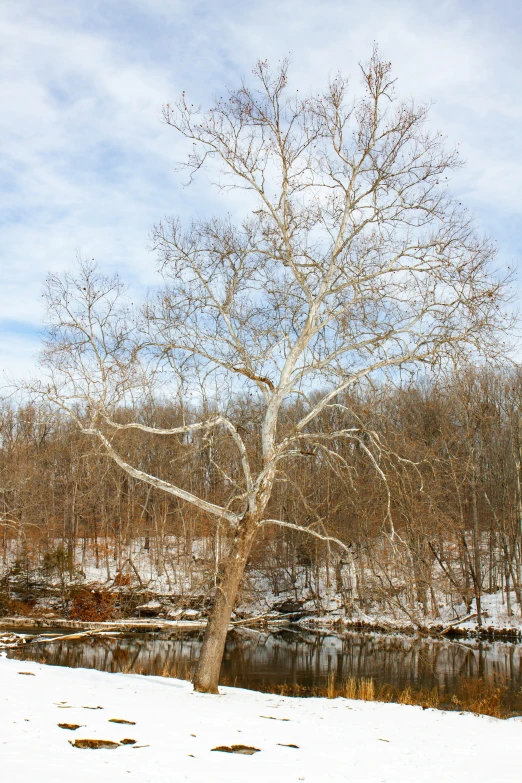 the large white tree is standing by a river