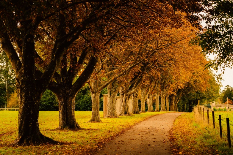 a pathway surrounded by trees with lots of fall leaves