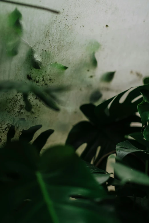 the view of some leaves in an indoor setting