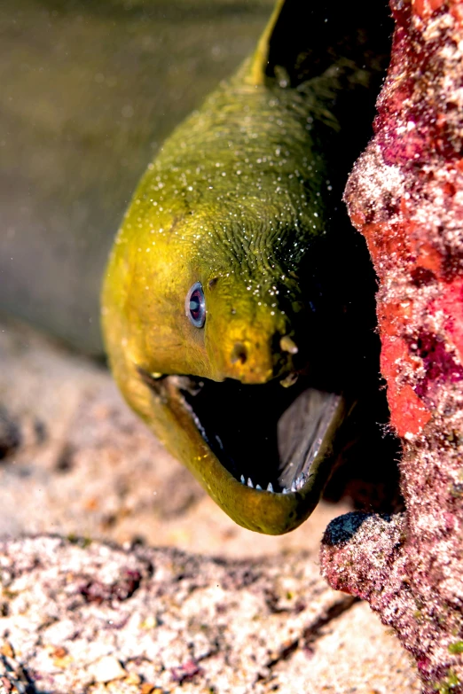 an animal that is peeking out from behind some rocks