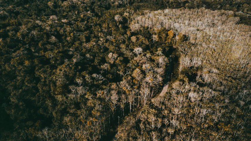 an aerial s shows a forest of trees