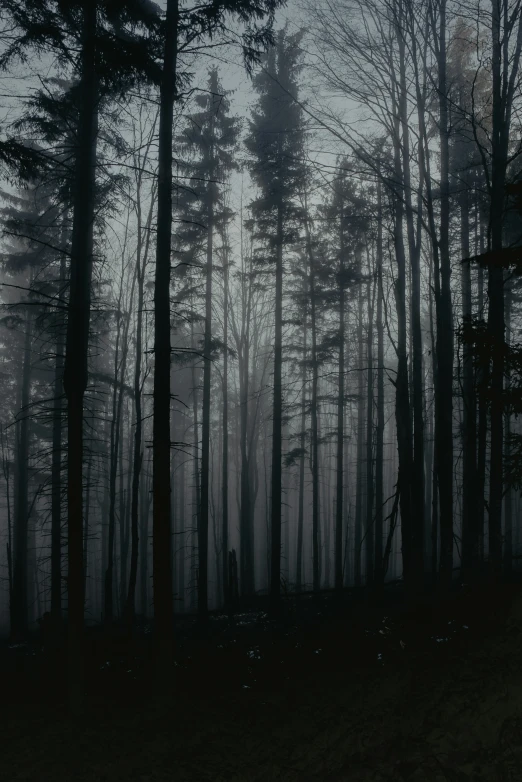 dark forest with trees growing and no leaves