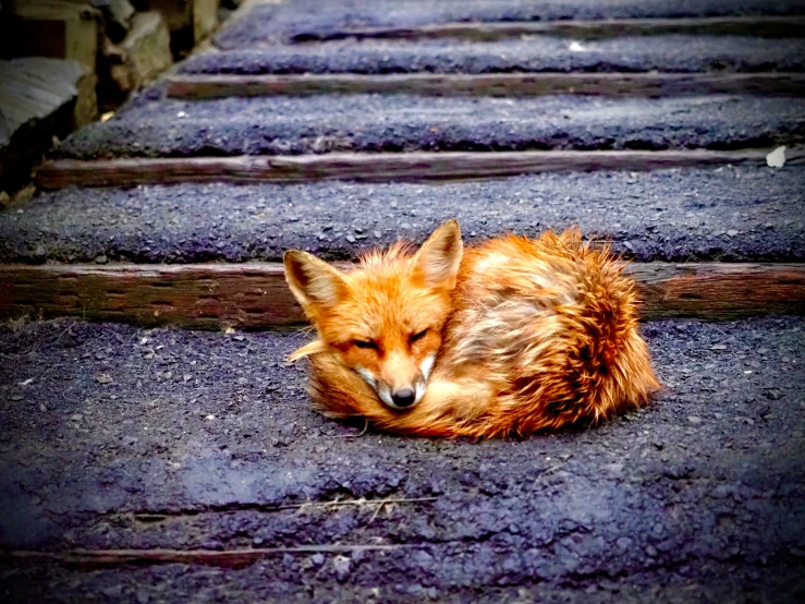 an orange fox rests on some steps