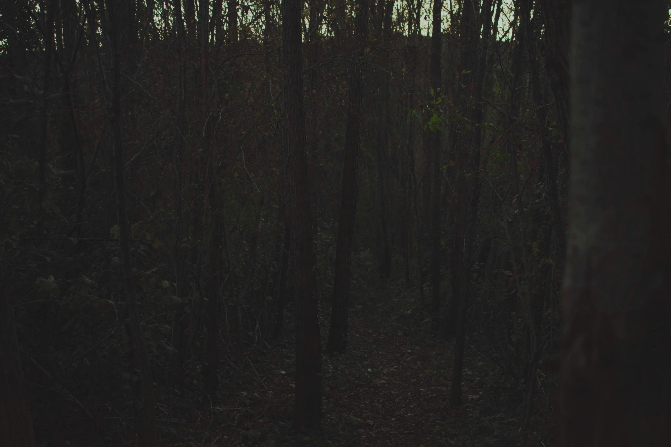 a dark wooded area with tall trees and no leaves