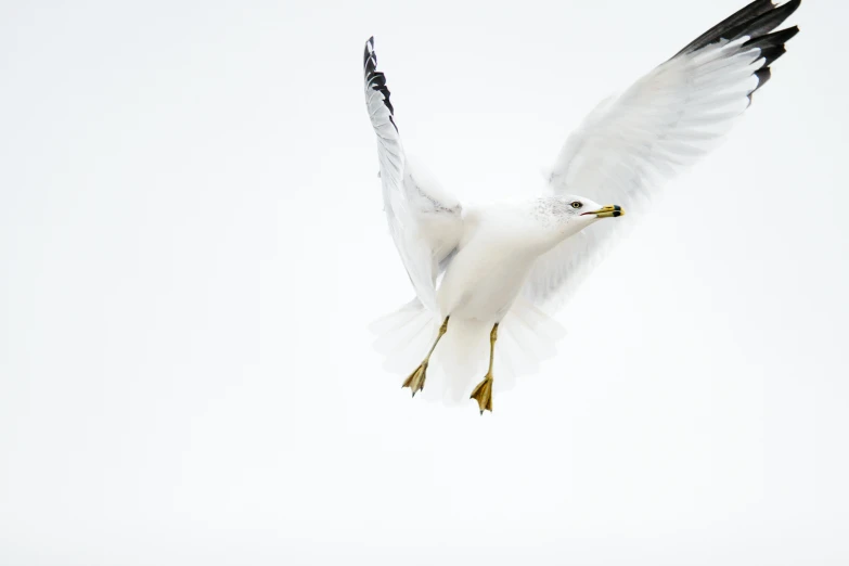 a white bird flying through a cloudy sky