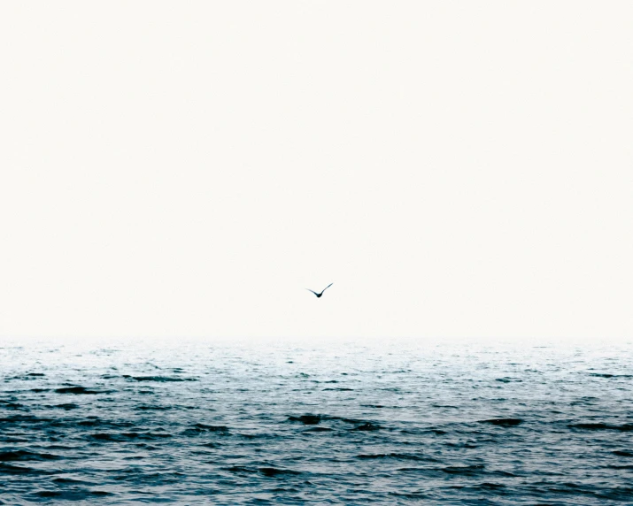 black and white pograph of seagull flying high above water