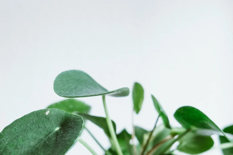 a green plant with leaves in a glass container