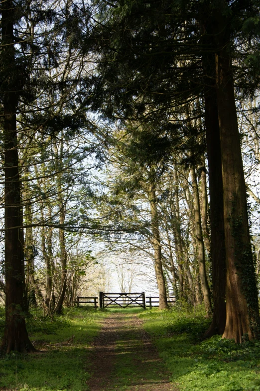 a forest with trees and a trail leading to a gate