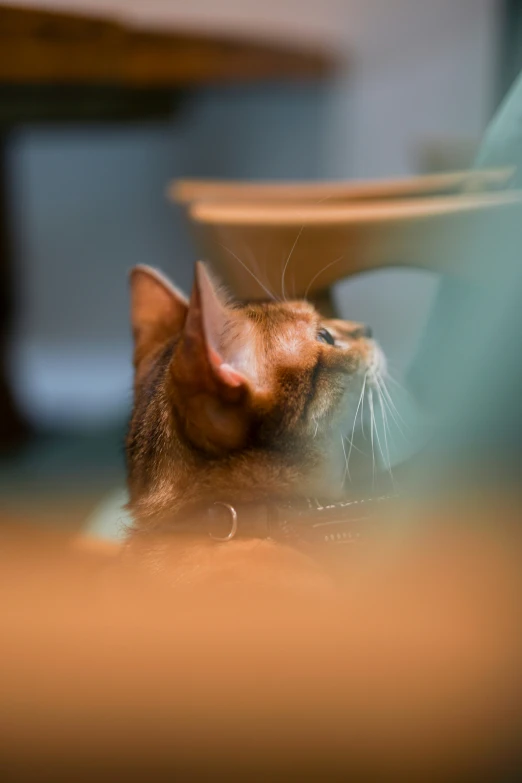 an orange cat looking up at the top of the table