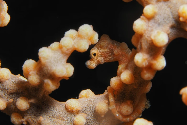 a sea horse looking out from its coral