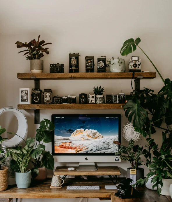 a living area with wooden shelves and two plants