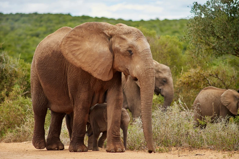 an adult elephant is standing with two young elephants