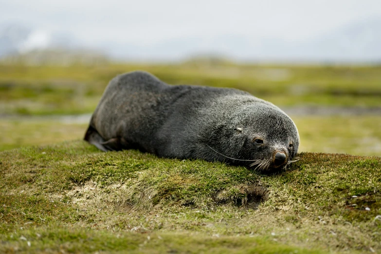 a large seal lying in a grassy field