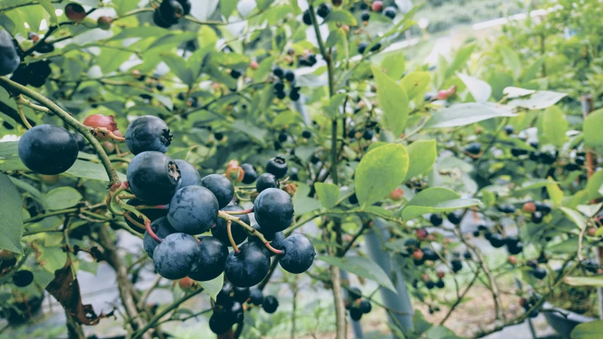 berries and leaves hanging on a tree