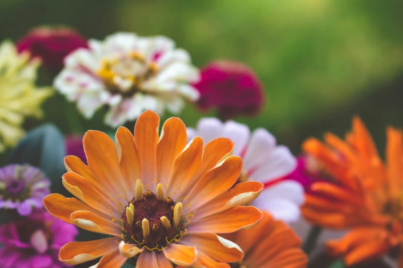 a large cluster of different types of flowers