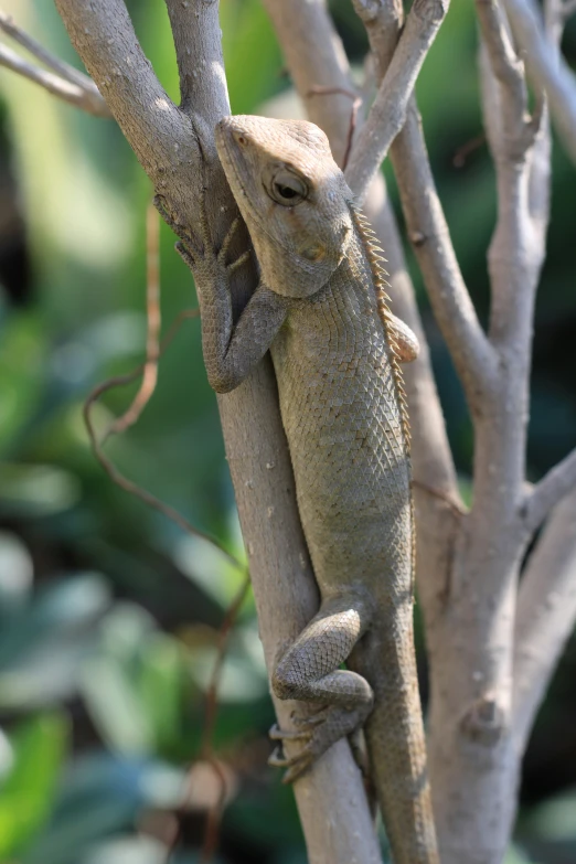 a lizard standing on the side of a tree