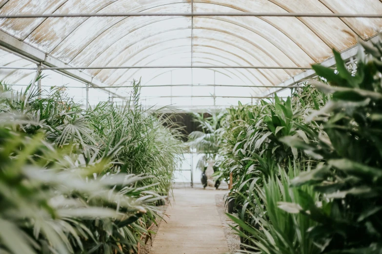 a walkway that has many plants and bushes in it