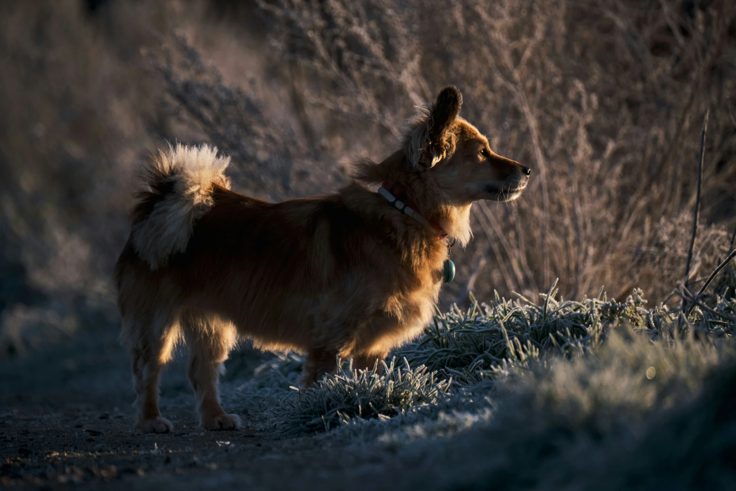 the light shines on this brown dog outside