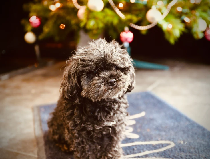 a black furry dog sitting on a blue mat