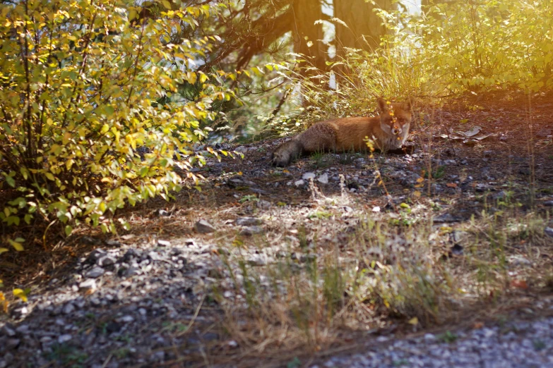 an image of a small dog laying in the woods