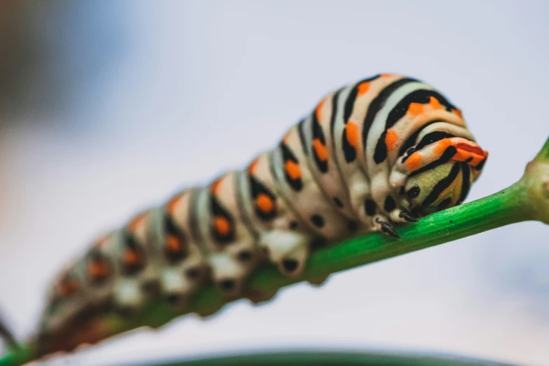 a erfly erfly is sitting on a leaf