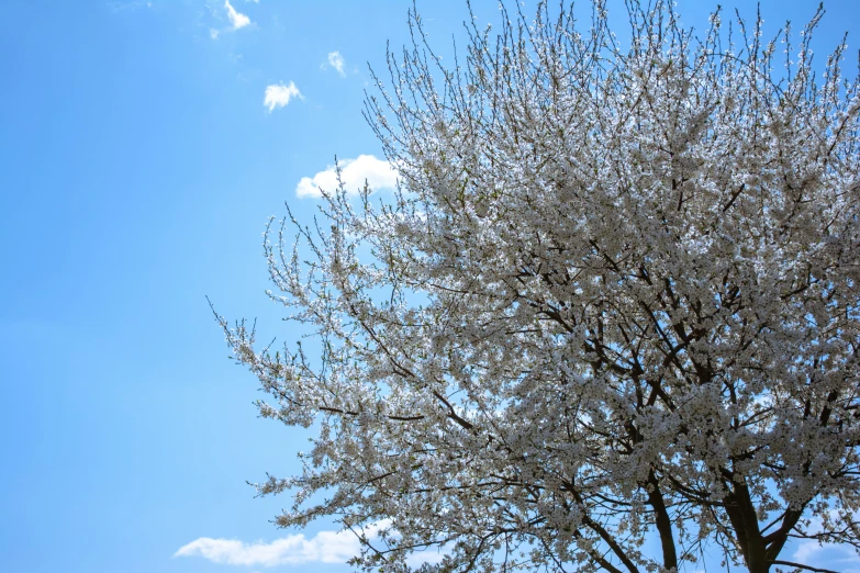 a blooming tree with white flowers against a blue sky